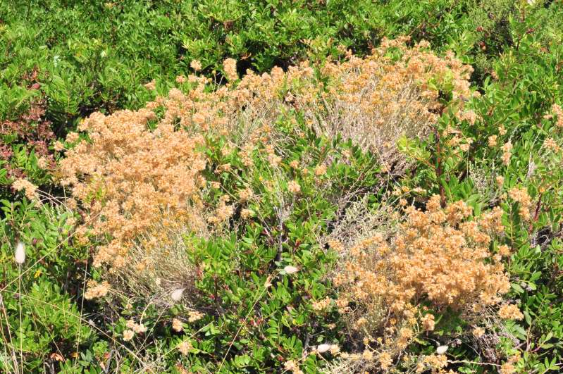 Helichrysum italicum subsp. tyrrhenicum / Perpetuini d''Italia